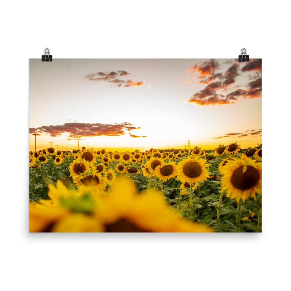 There's nothing quite like a sunset, especially when you're surrounded by sunflowers in the summertime. Lover of sunflowers? It's hard not to be. This picture-perfect moment will look right at home in any room, bringing warmth and depth.