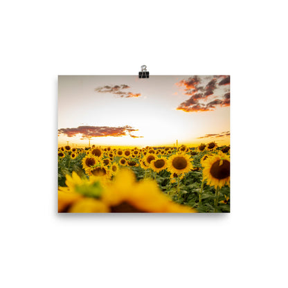 There's nothing quite like a sunset, especially when you're surrounded by sunflowers in the summertime. Lover of sunflowers? It's hard not to be. This picture-perfect moment will look right at home in any room, bringing warmth and depth.
