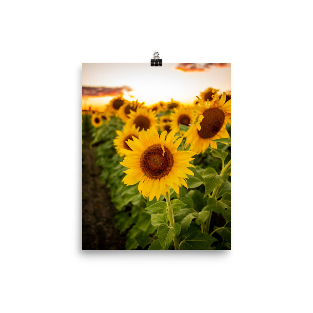 A field of sunflowers as far as the eye can see.. not too many things as warm and beautiful as that. A Junebug on a Sunflower in the middle of summer. This picture-perfect moment will look right at home in any room, bringing warmth and depth. Photographed in Ohio.