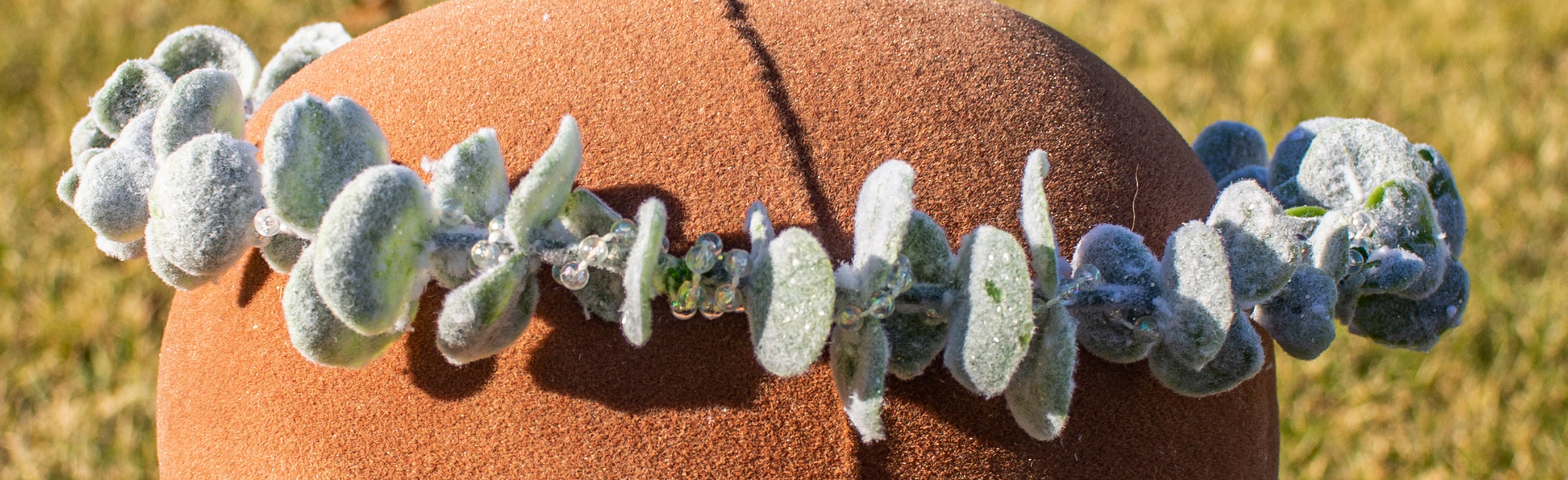 Winter Snowy Eucalyptus Crown close up
