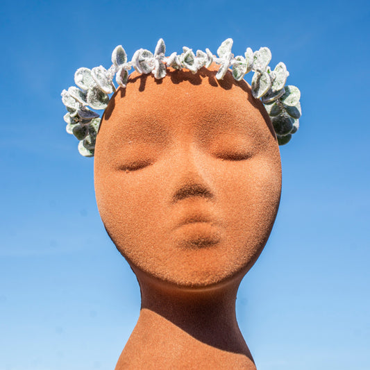 Winter Snowy Eucalyptus Crown