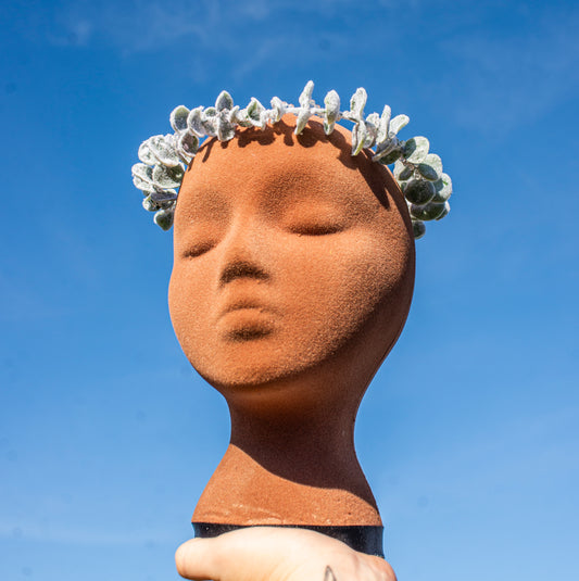 Winter Snowy Eucalyptus Crown